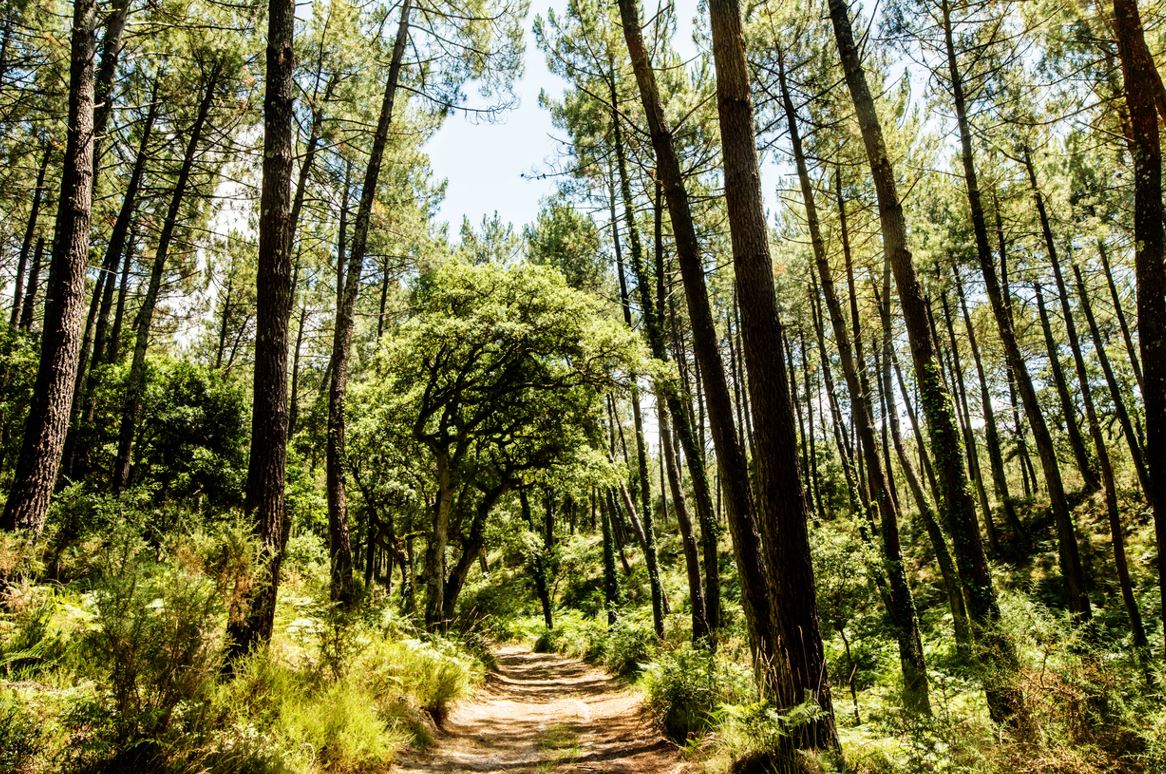 investissement forestier